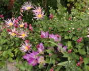 colchicums in the garden
