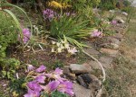 colchicums in the&nbsp;garden