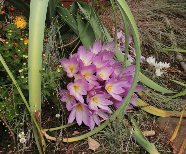garden colchicum