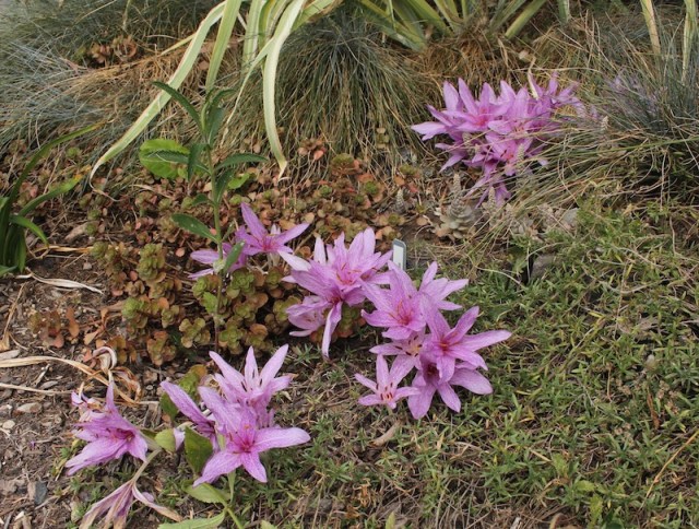 colchicums in the garden