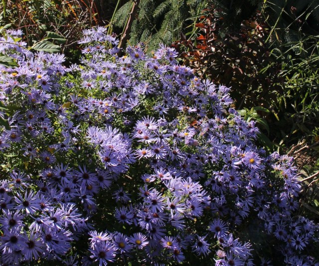 aster raydons favorite bluebird