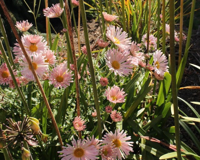chrysanthemum seedling