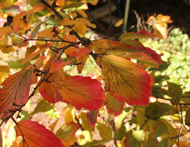 witch hazel fall color