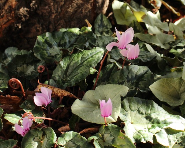 cyclamen hederifolium