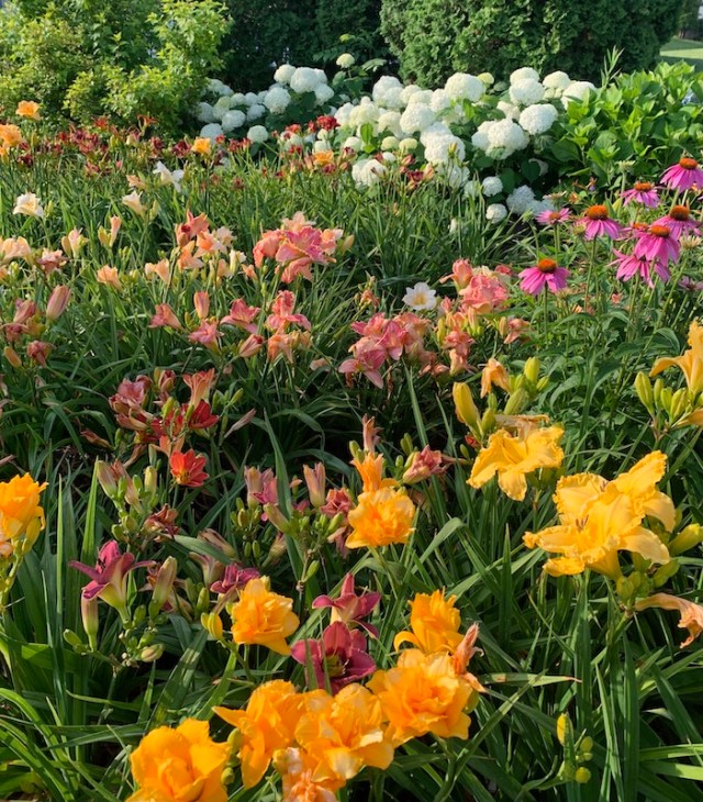 daylily garden