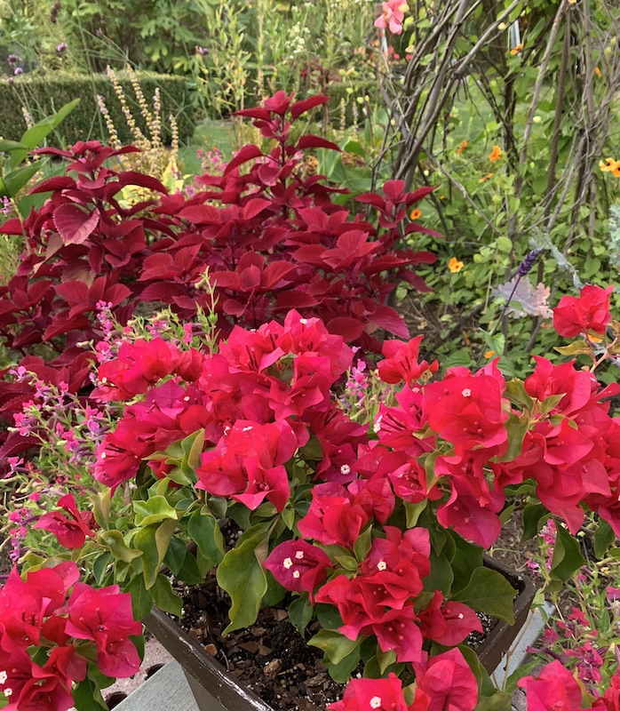 potted bougainvillea