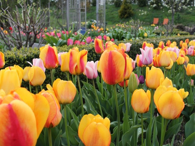 tulip garden