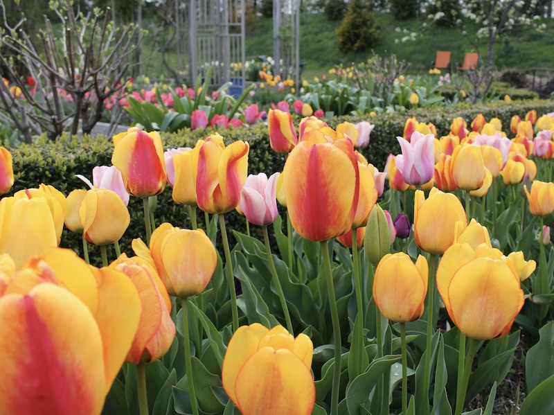 tulip garden