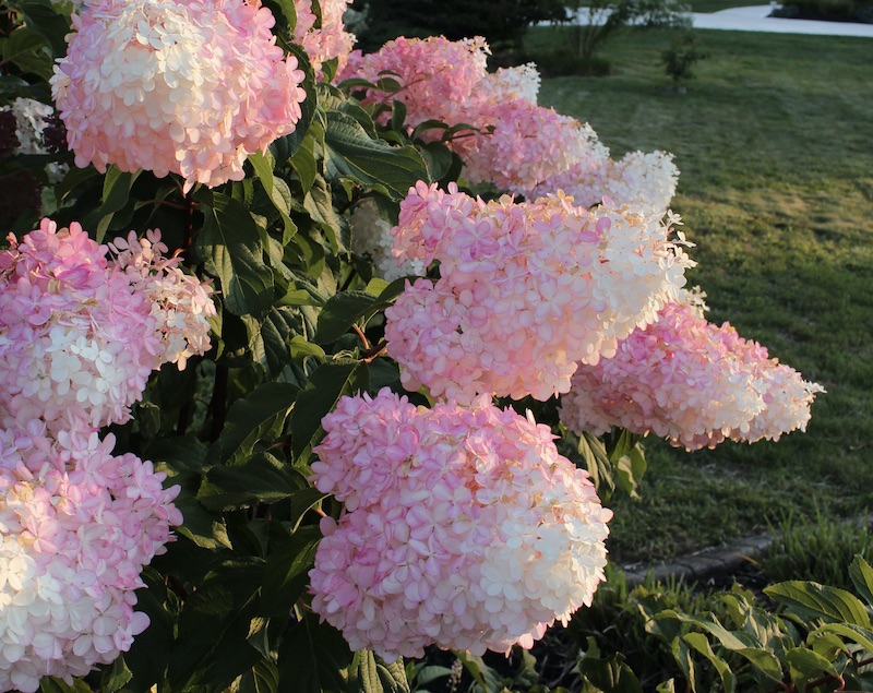 vanilla strawberry hydrangea