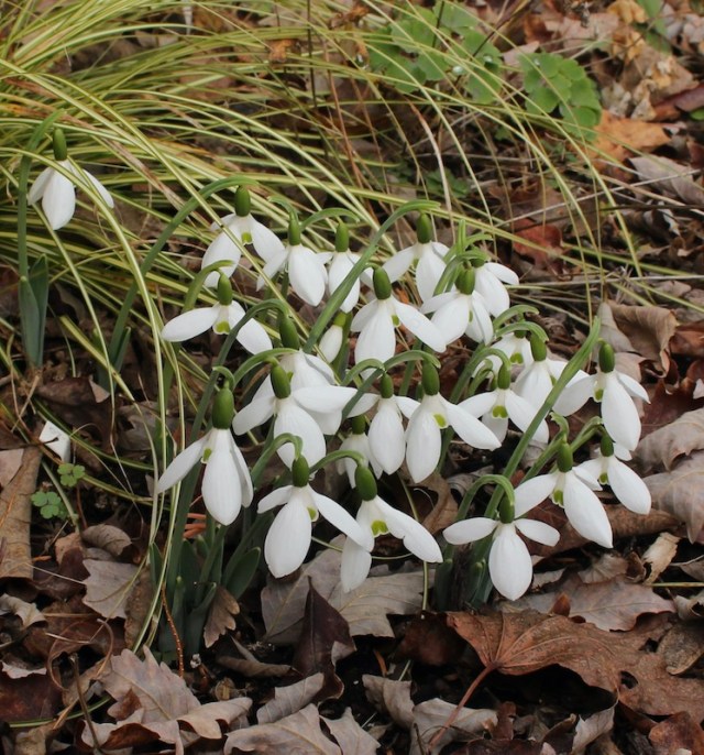 autumn snowdrops