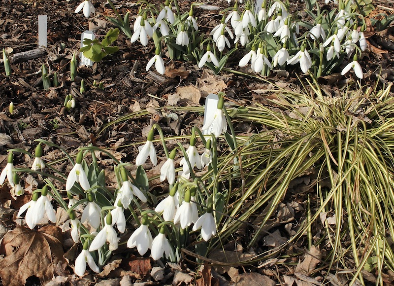 fall blooming snowdrops