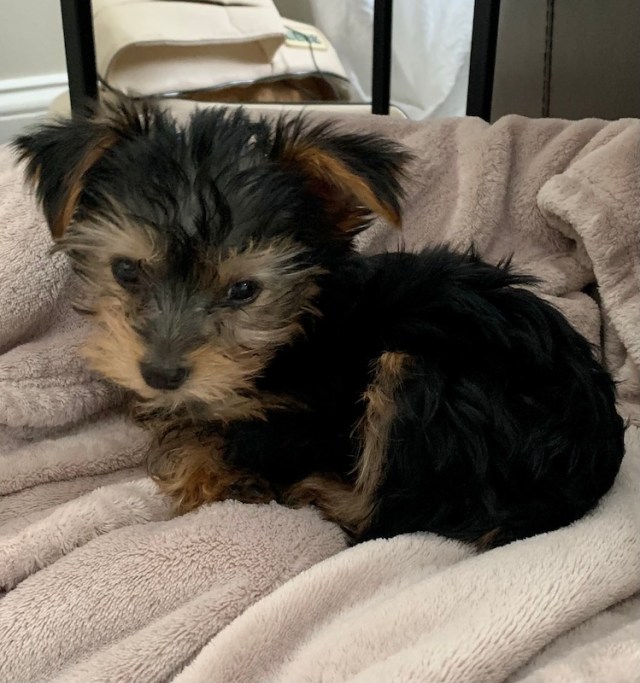 lemon the yorkie pup