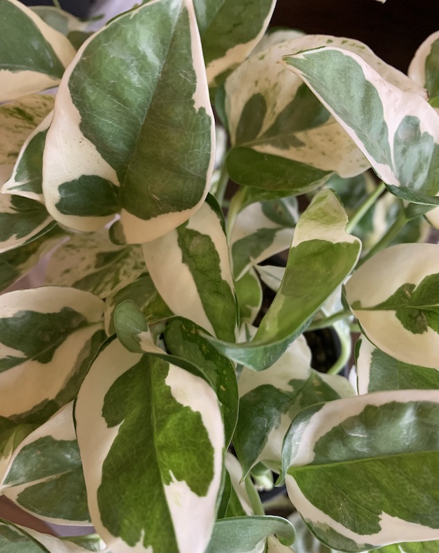 pearls and jade pothos