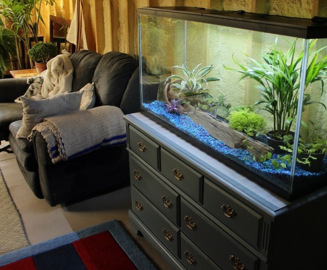 55 gallon terrarium