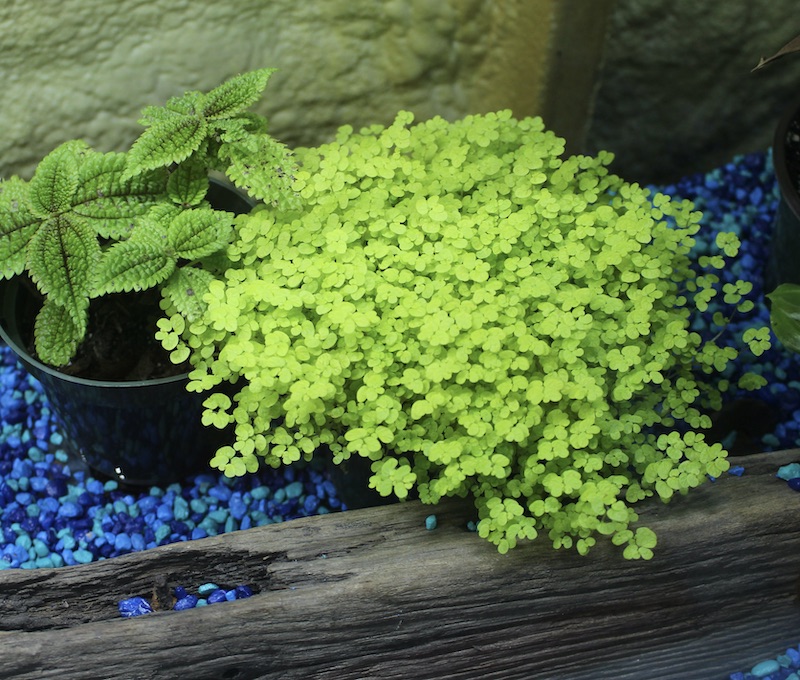 baby's tears Soleirolia soleirolii