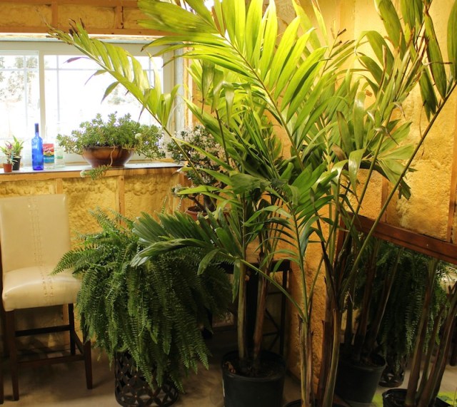 adonidia manilla palm