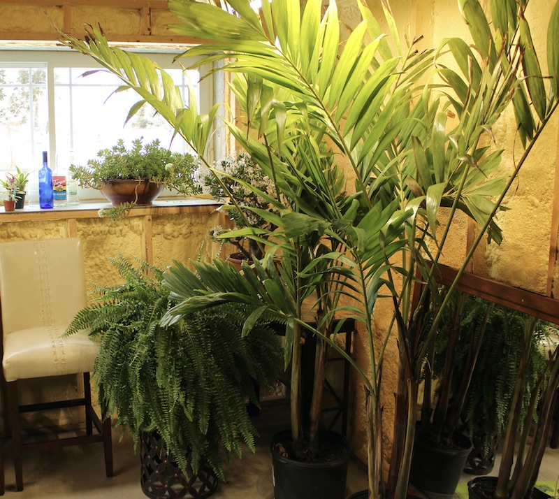 adonidia manilla palm