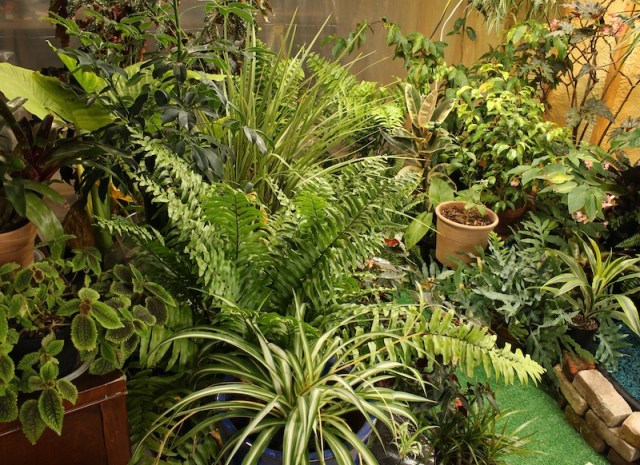 indoor conservatory