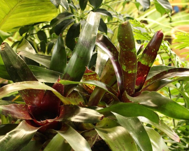 bromeliad houseplant