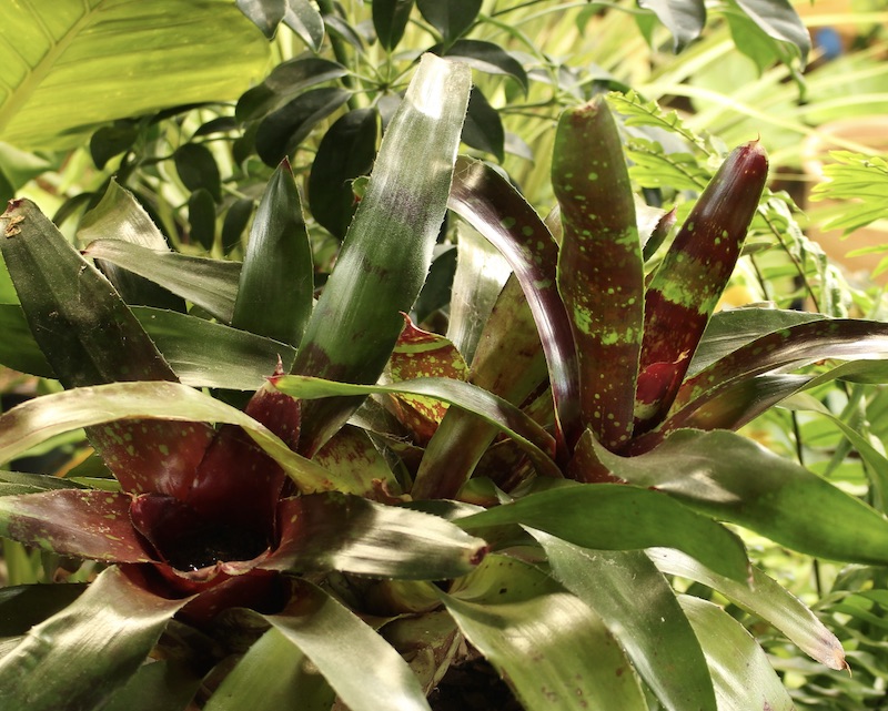bromeliad houseplant