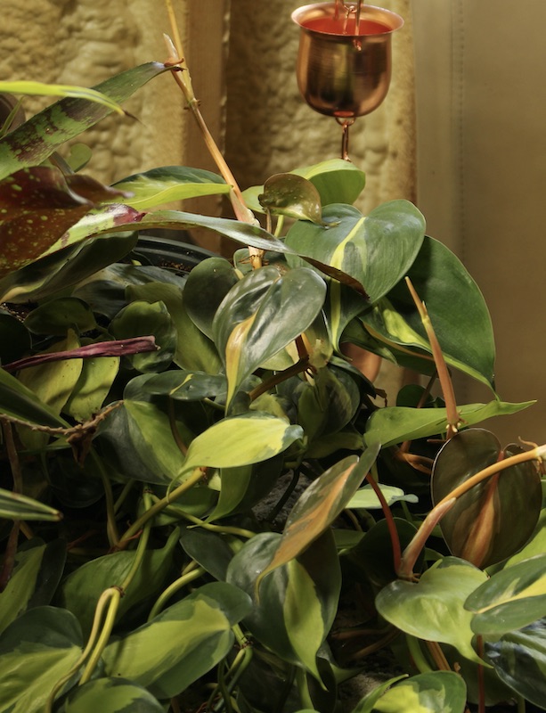 brasil heartleaf philodendron