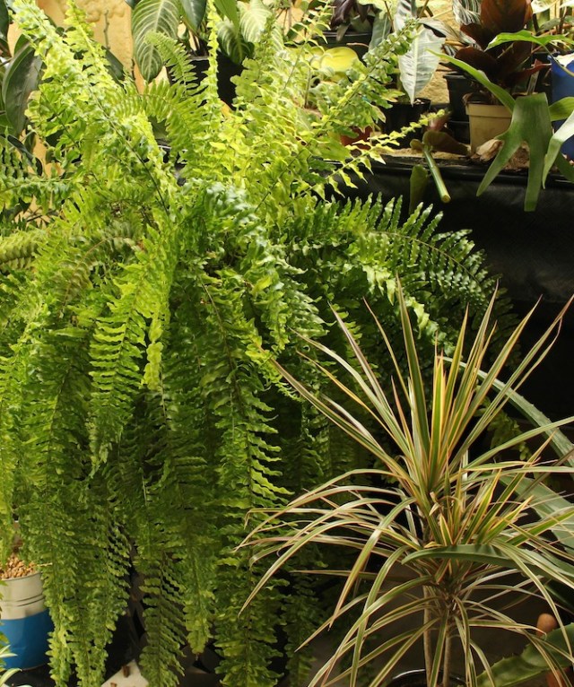 variegated boston fern tiger