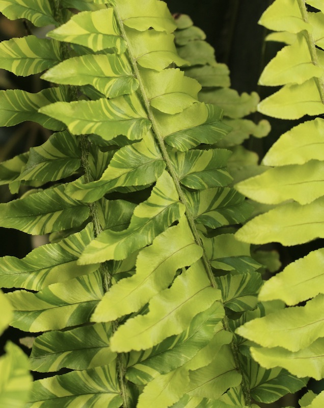 variegated boston fern tiger