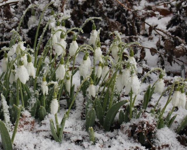 galanthus potters prelude