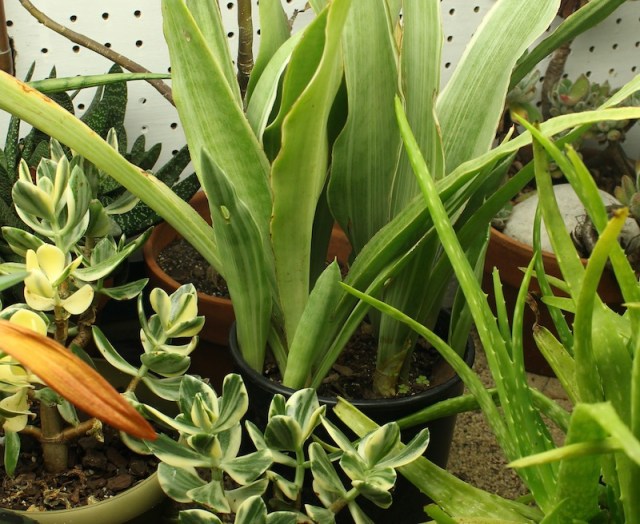 snake plant Sansevieria sayuri