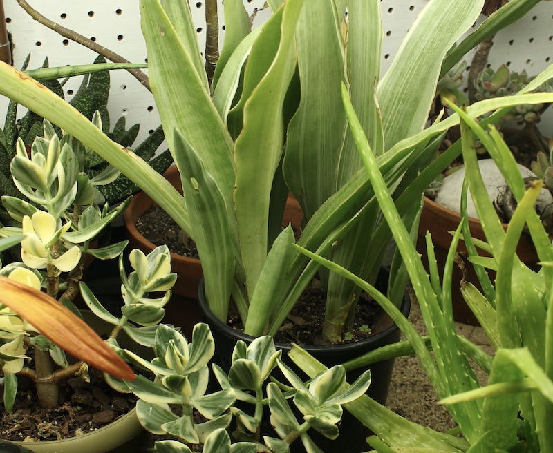 snake plant Sansevieria sayuri