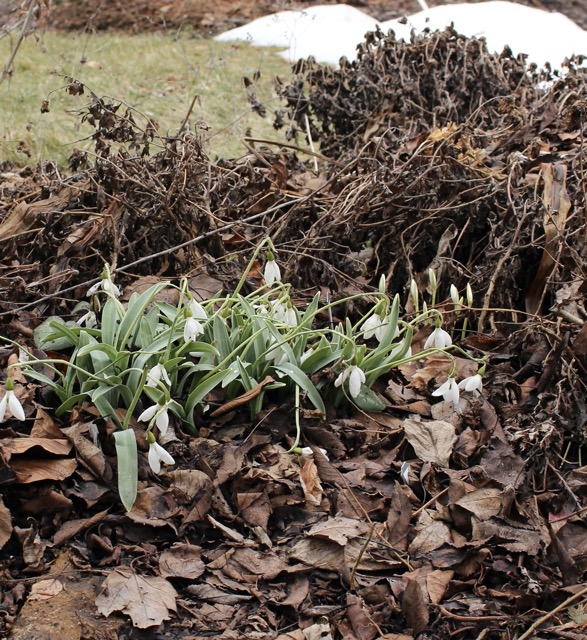 galanthus potters prelude