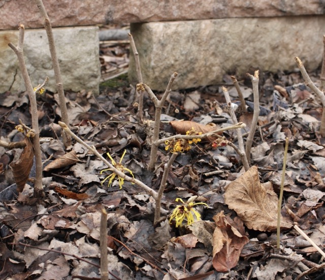 witch hazel grafts