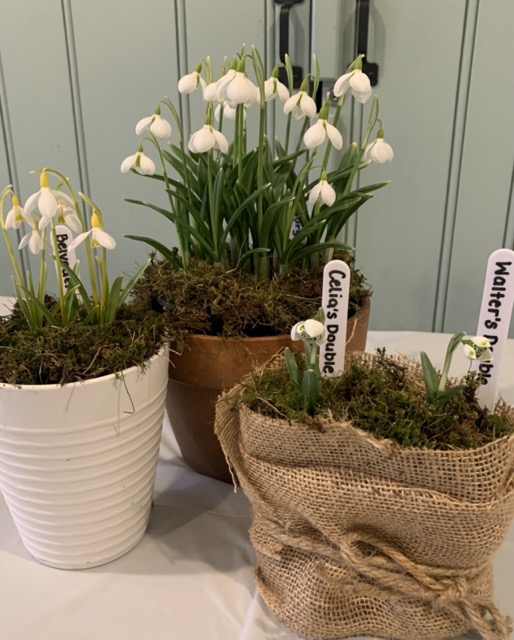 The Sorta Suburbia contribution to the annual Gala auction. A healthy collection of snowdrops which will hopefully flourish for their new owner.