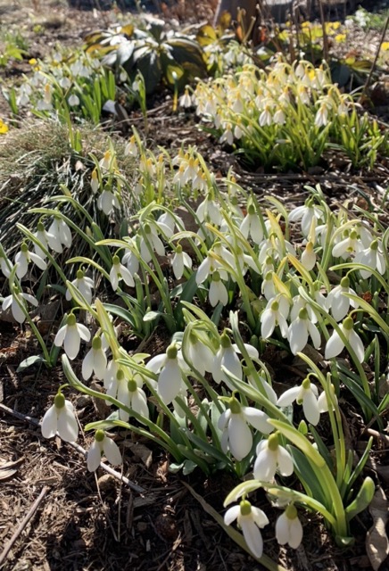 snowdrops in the sunshine