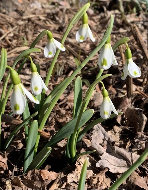 galanthus the wizard