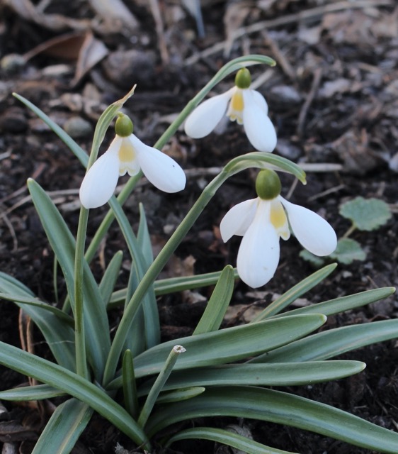 galanthus shorbuser irrlicht