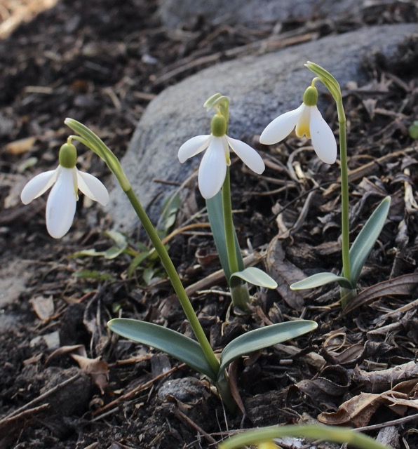 galanthus mother goose