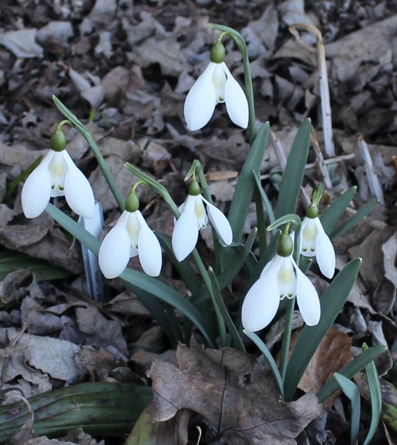 galanthus cliff curtis