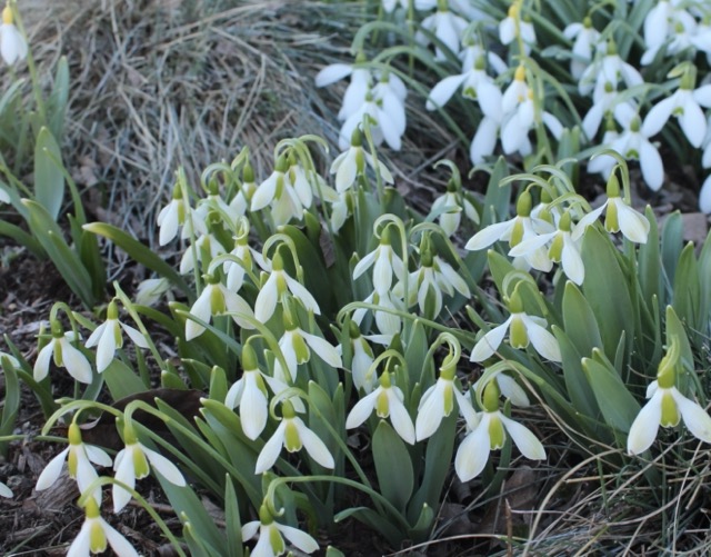 galanthus rosemary burnham