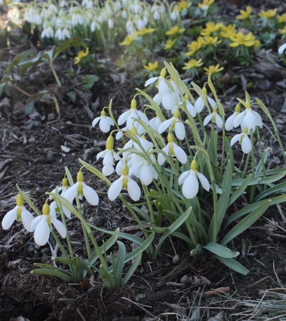 galanthus bloomer
