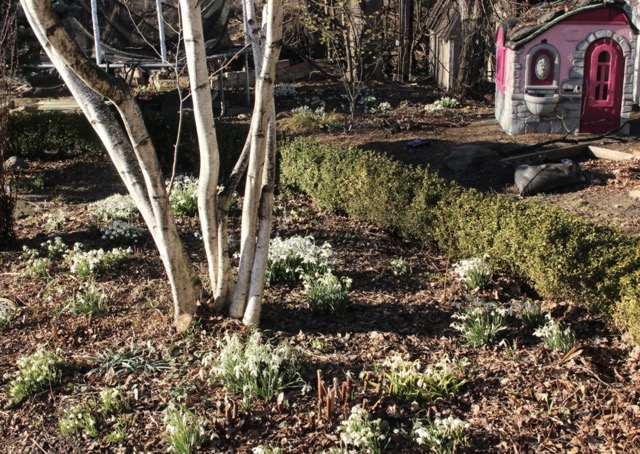 american snowdrop garden