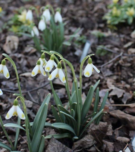 galanthus midas