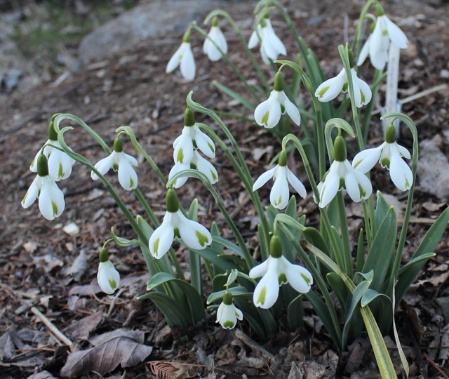 galanthus trumps