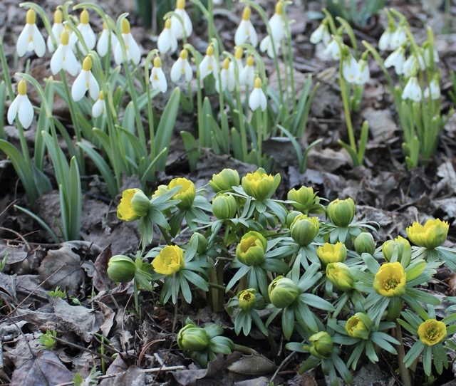 eranthis gothenburg