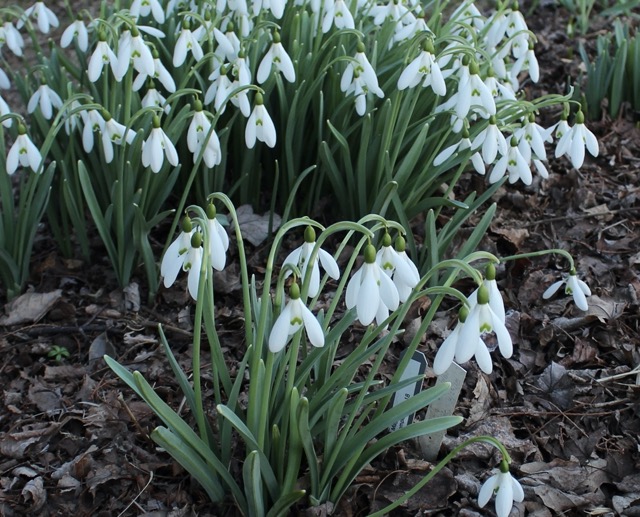 galanthus magnet