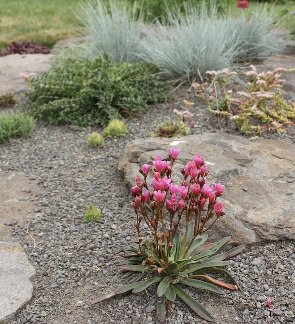 lewisia rock garden