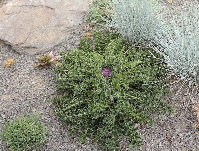circium acaule