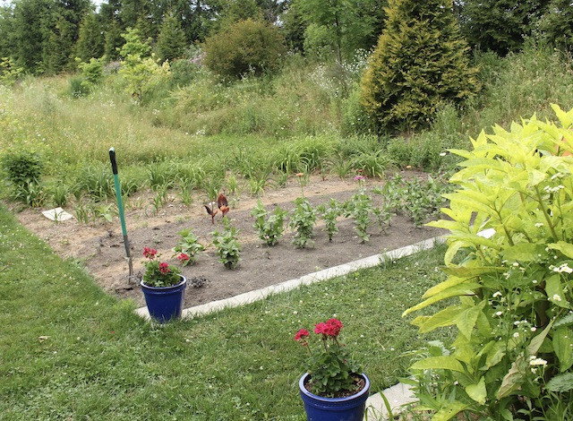 potager garden
