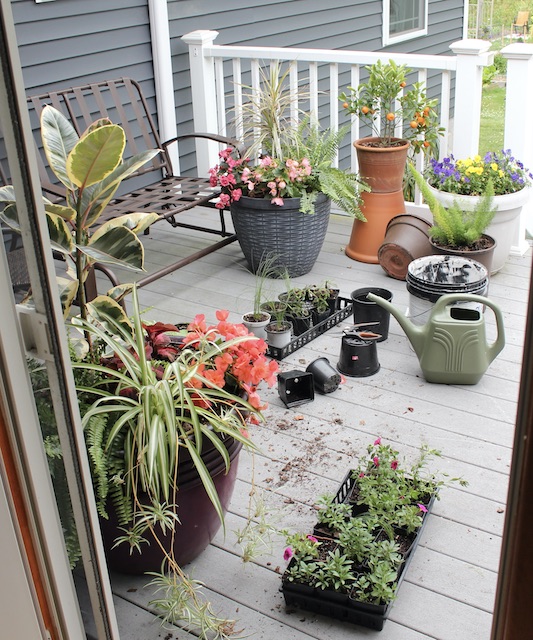 deck container plantings