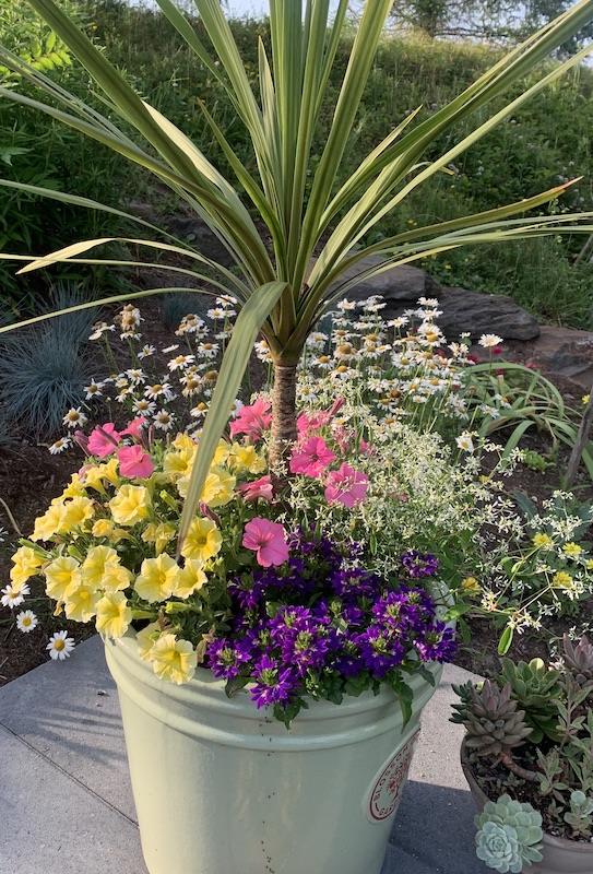 petunia planter